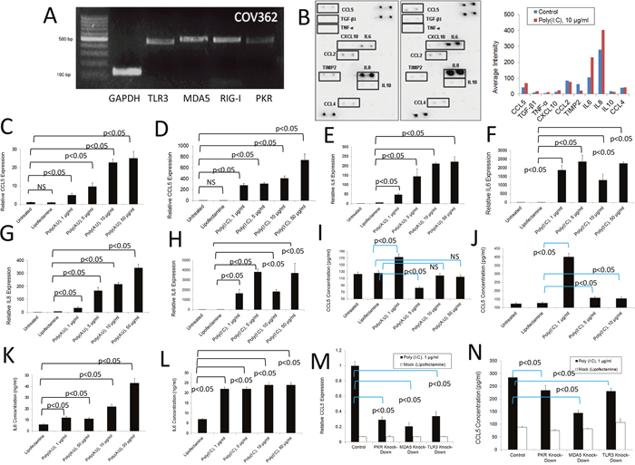 Inflammatory response of human COV362 ovarian cancer cells to dsRNA PRR stimulation.