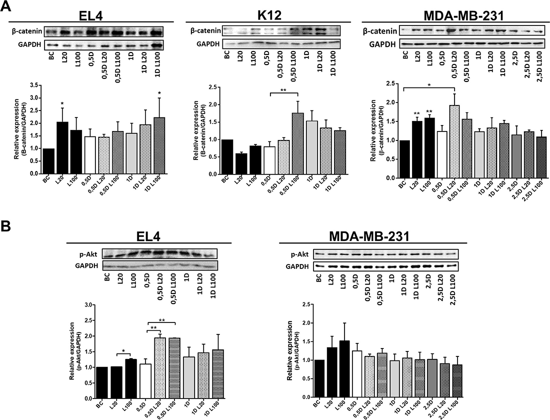 Modulation of &#x03B2;-Catenin and p-Akt expression by DOX and HA co-treatment.