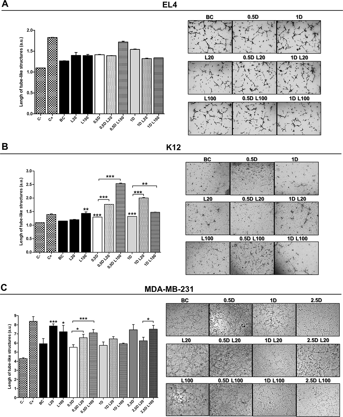 Endothelial cell tube formation assay.