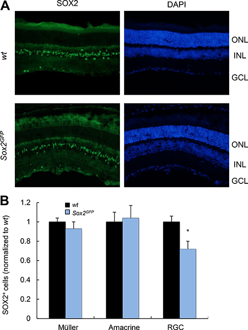 Young Sox2-haploinsufficient mice have normal numbers of retinal cells.