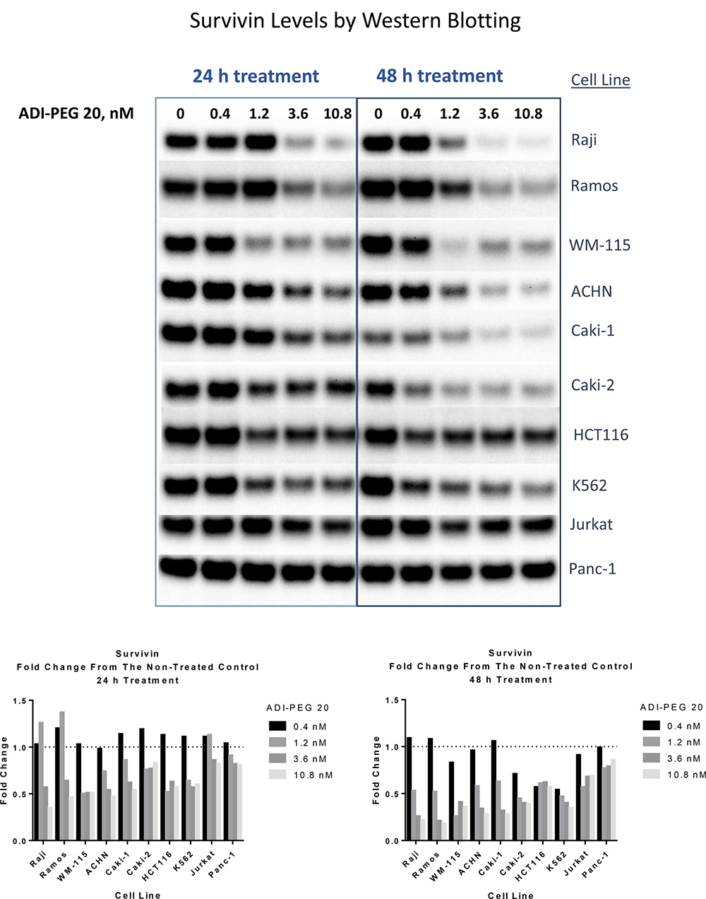 ADI treatment leads to reduction in survivin protein levels in ADI-sensitive cell lines.