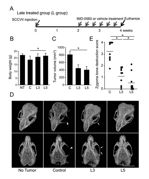 IMD-0560 injection was useful for the treatment of bone invasion by SCCVII cells.