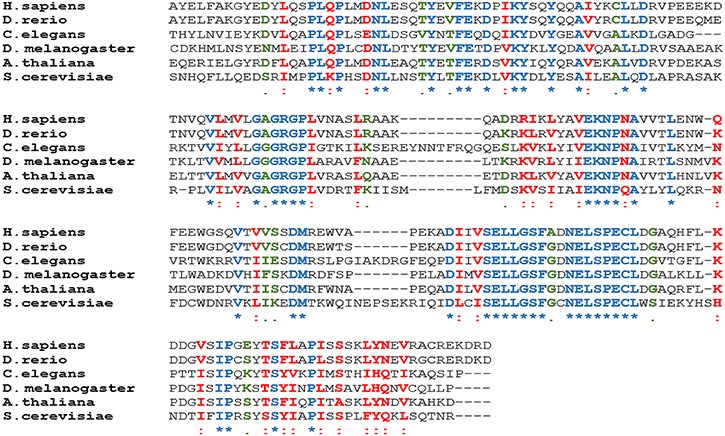 PRMT5 is highly conserved from yeast through human.