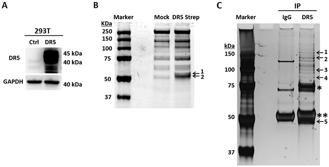 Affinity purification of DR5-binding proteins.