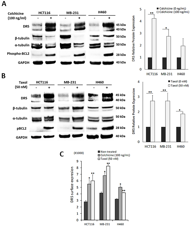 Pharmacological disruption of tubulin increases DR5 expression.