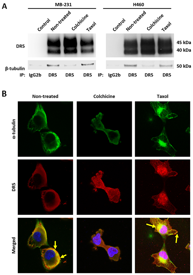 Disruption of tubulin assembly decreases affinity to DR5.