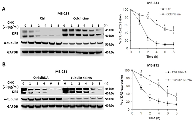 Blockade of tubulin stabilizes DR5 protein.