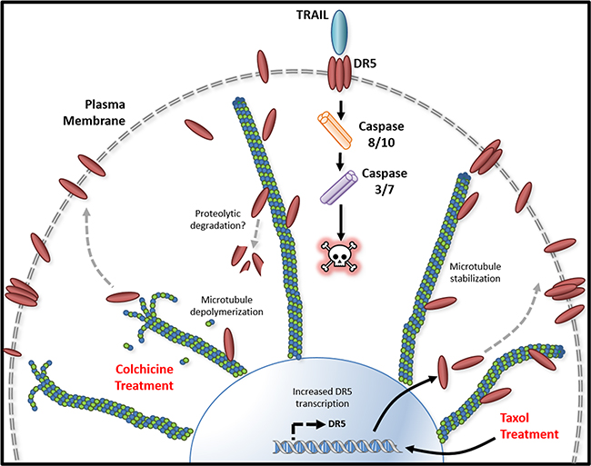 Figure 8: Tubulin/microtubule regulation of DR5 mediated apoptosis.