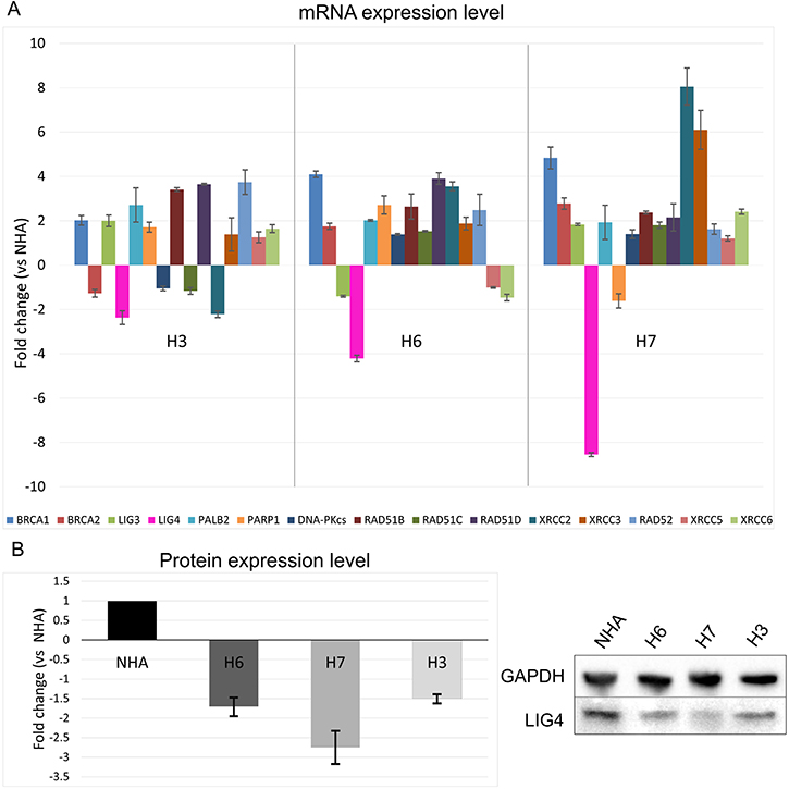 Expression profiles of genes involved in HR, D-NHEJ and B-NHEJ repair systems in glioblastoma cells vs normal human astrocytes.