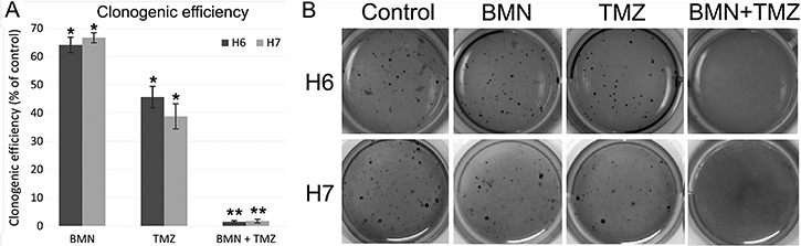 Clonogenic potential of patient-derived glioblastomas after treatment with BMN673 and/or TMZ.