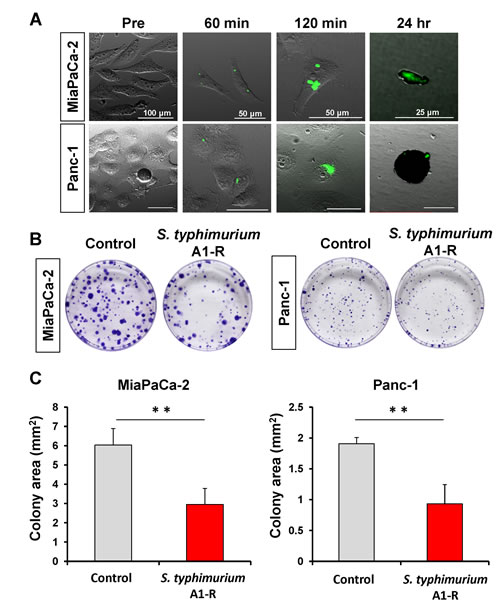 Efficacy of S. typhimurium A1-R on pancreatic cancer cell lines.