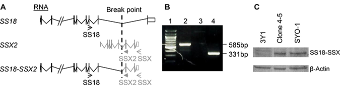 Figure 3: