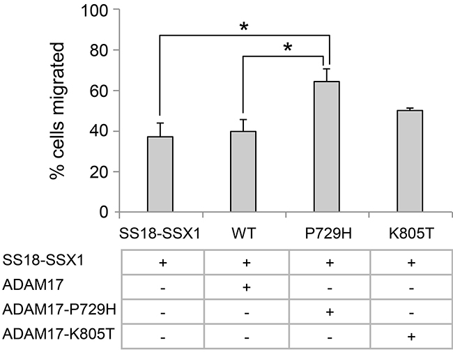 Analysis of the effects of metastatic synovial sarcoma-associated ADAM17 mutations using cell migration assay.