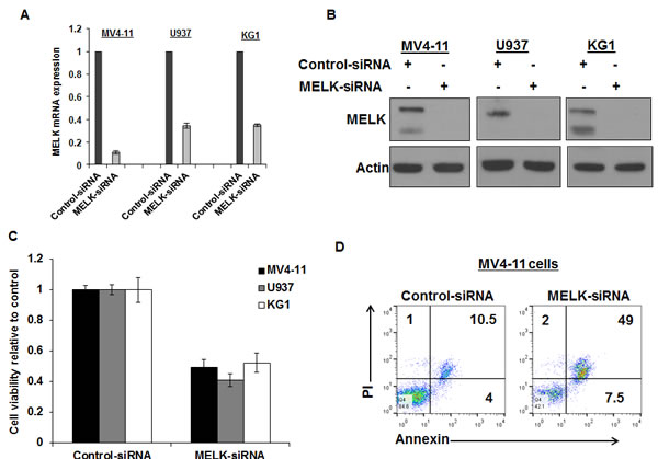 MELK knock-down decreased cell viability and induced apoptosis in AML cell lines.
