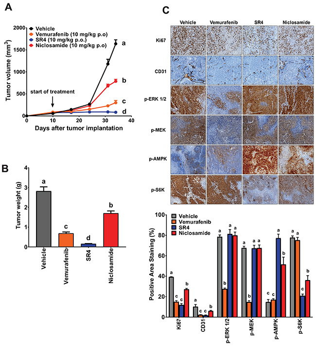 SR4 and niclosamide inhibit BRAFV600E mutant melanoma in vivo.