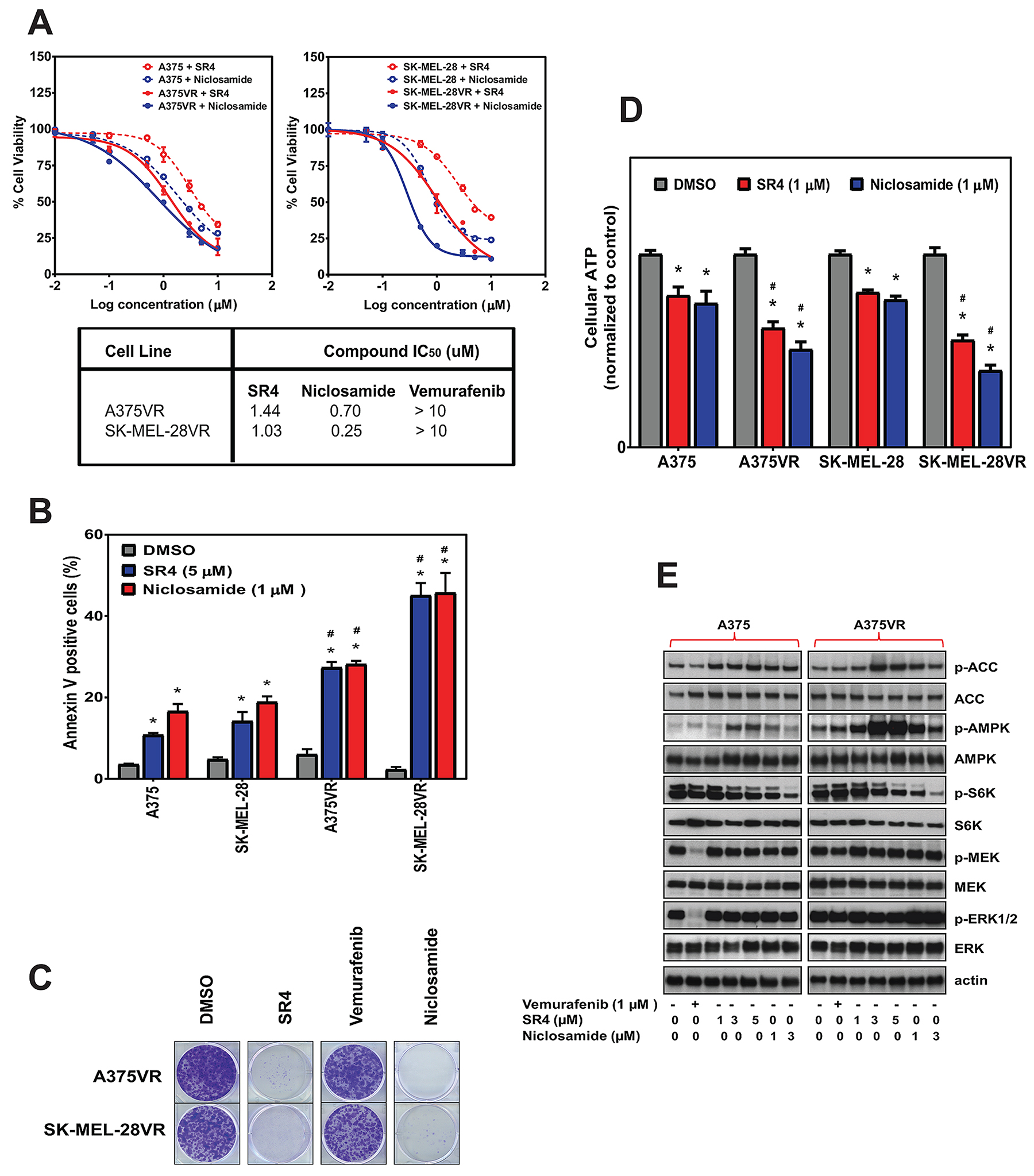 SR4 and niclosamide inhibit proliferation of vemurafenib-resistant melanoma in vitro.