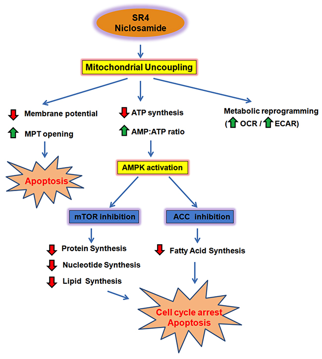 Summary model of SR4 and niclosamide effects in melanoma.