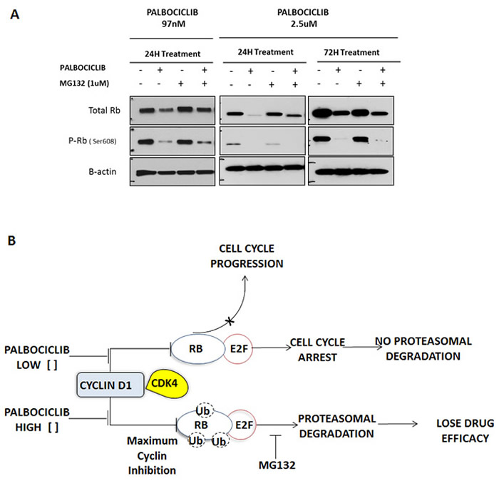 Effect of high-dose palbociclib on total RB.