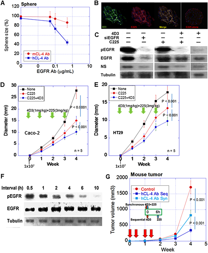 Synergic effect of 4D3 anti-CLDN4 antibody with anti-EGFR antibody.