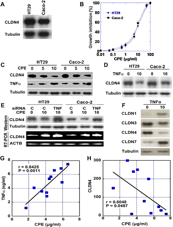 Effect of Clostridium perfringens enterotoxin (CPE) on CLDN4 expression.