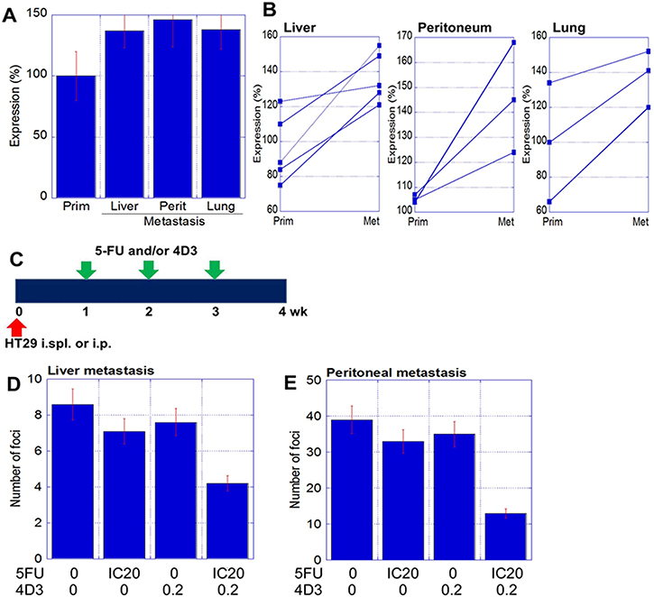 Antitumoral effect of 4D3 anti-CLDN4 antibody in human CRC metastasis.