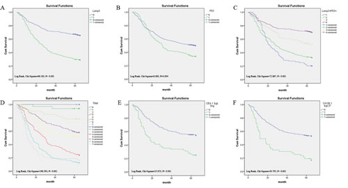 Survival curves of gastric cancer by the Kaplan-Meier method and the log-rank test.
