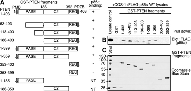 The C2 domain of PTEN is required for p85&#x03B1; binding.