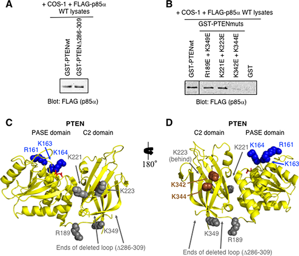 PTEN-K342E+K344E C2 domain mutations within the full-length PTEN are sufficient to prevent p85&#x03B1; binding.