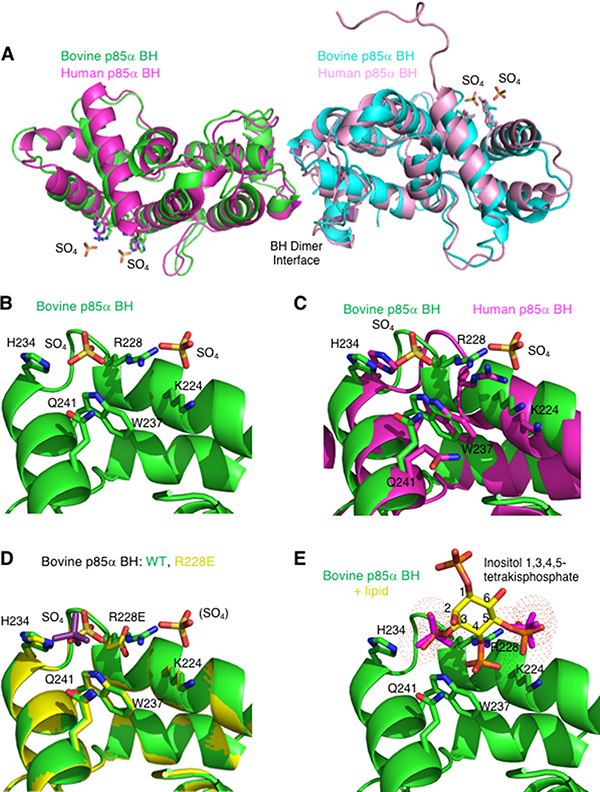 The crystal structure of the bovine p85&#x03B1; BH domain reveals two bound sulfate molecules that may indicate a new binding site.