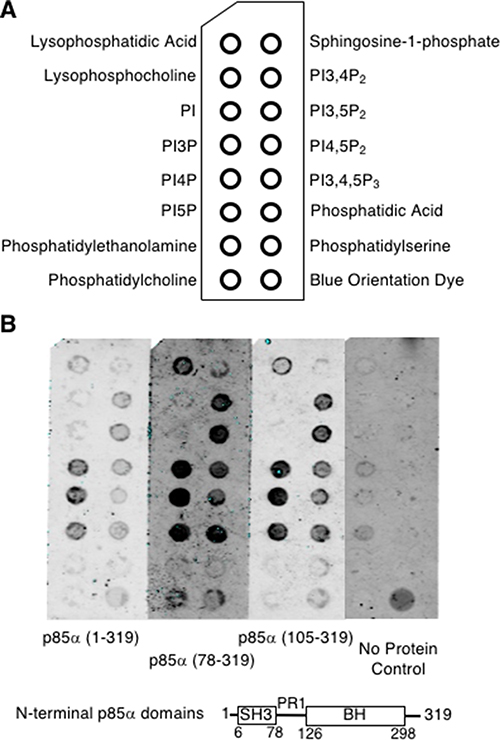The p85&#x03B1;-BH domain binds directly to lipids, particularly phosphorylated PIs.