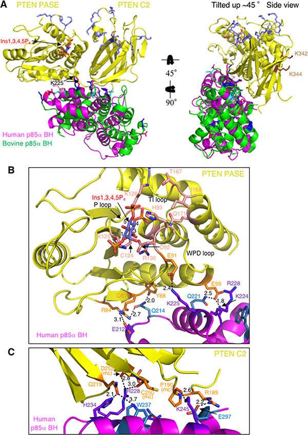 Docking model for human or bovine p85&#x03B1; BH domain monomers and PTEN, incorporating the new experimental results regarding important residues in each protein for mediating their binding.