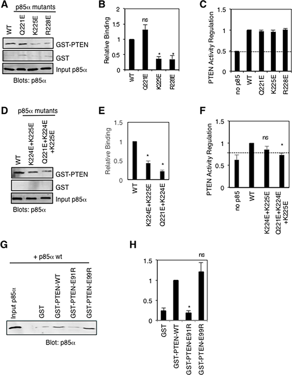 Mutational analysis of key p85&#x03B1; and PTEN residues proposed to make important contacts between these proteins.