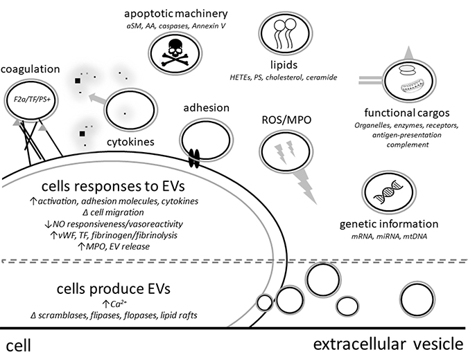 Extracellular vesicles (EVs) have direct or cell mediated effector functions such as release of cytokines, apoptosis mediators or reactive oxygen species (ROS).