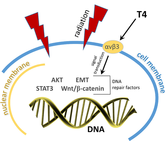 Radiation induces double-strand DNA breaks.