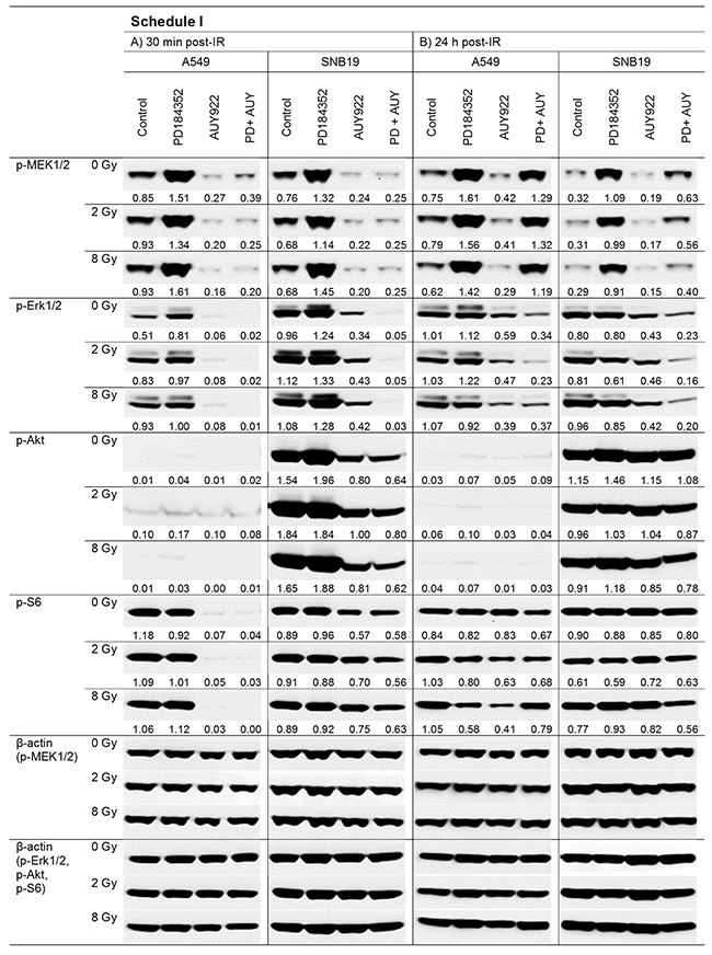 Representative Western blot analysis of expression levels of several marker proteins in A549 and SNB19 tumor cells detected either 30 min (LHS, left-hand side) or 24 h (RHS, right-hand side) post-IR with 2 and 8 Gy.