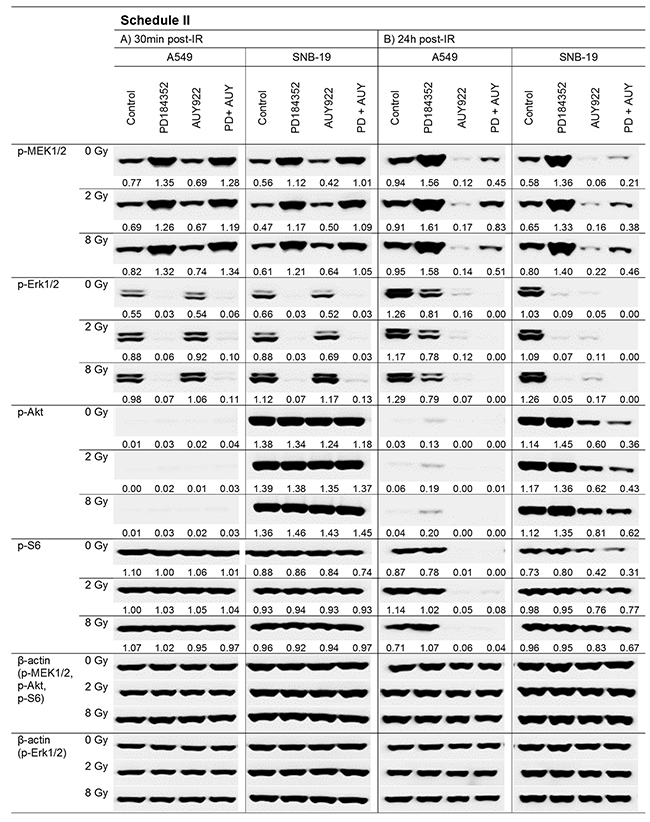 Representative Western blot analysis of expression levels of several marker proteins in A549 and SNB19 tumor cells detected either 30 min (LHS) or 24 h (RHS) post-IR with 2 and 8 Gy.