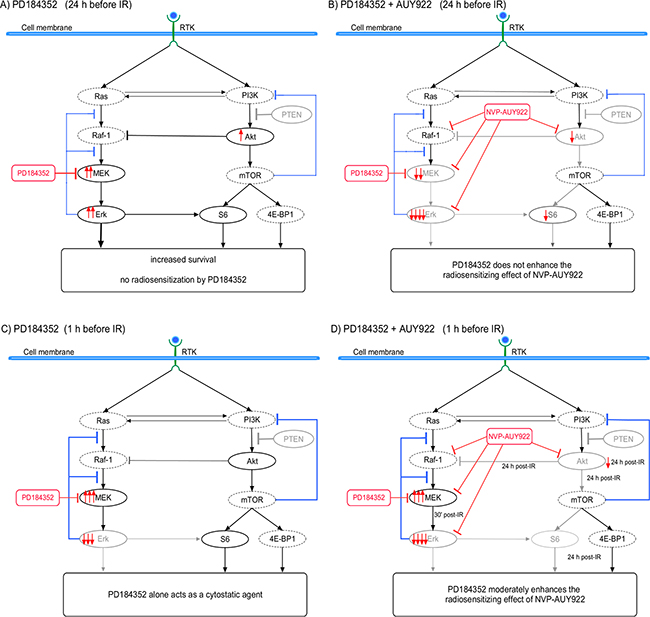 A simplified diagram of putative signaling pathways accountable for the differential responses of SNB19 tumor cells to MEK- and Hsp90-inhibition and IR used in two different drug-irradiation schedules.