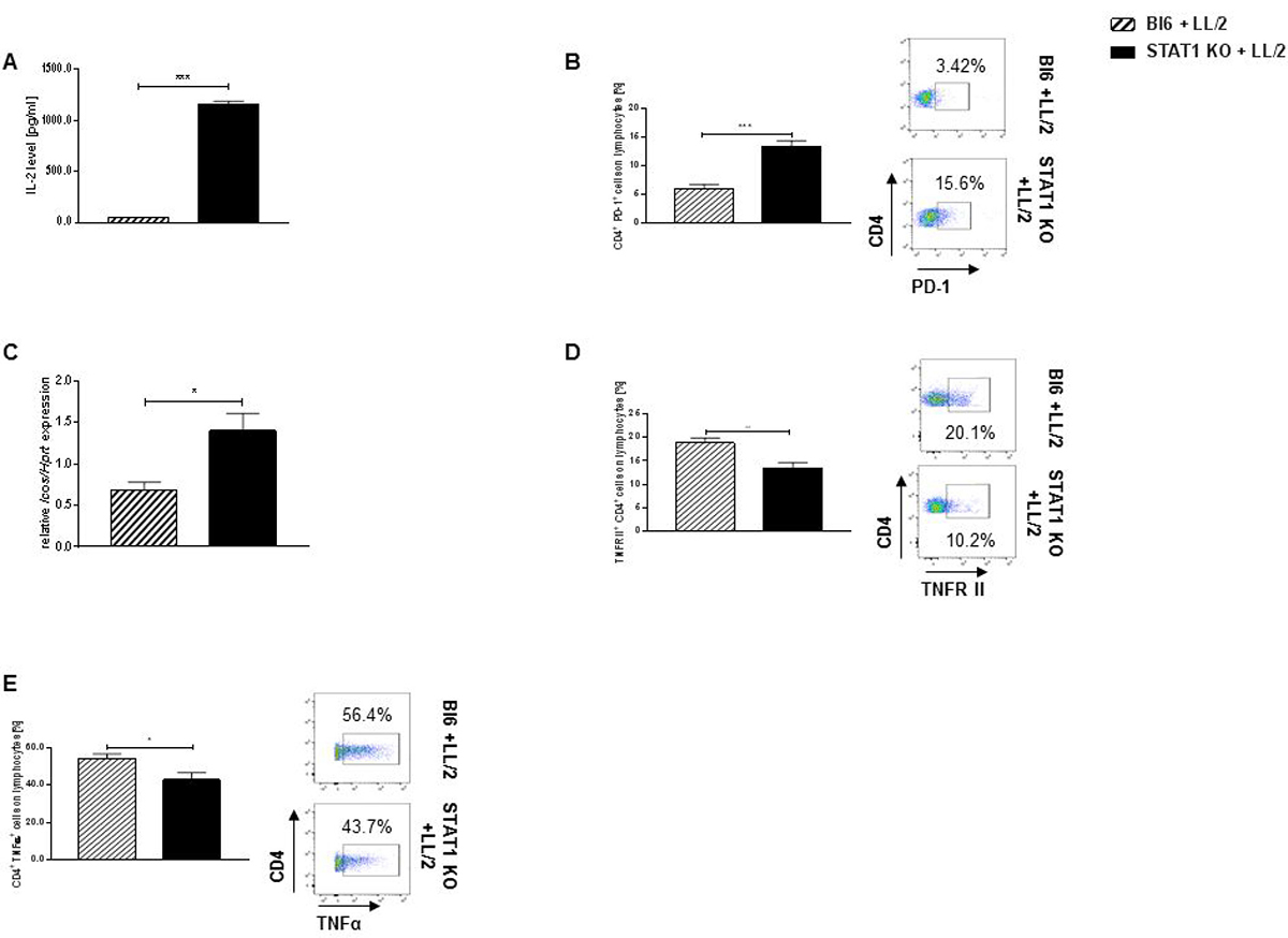 Stat1 deficiency negatively impacts cytotoxic CD4+ tumor infiltrating T lymphocytes.