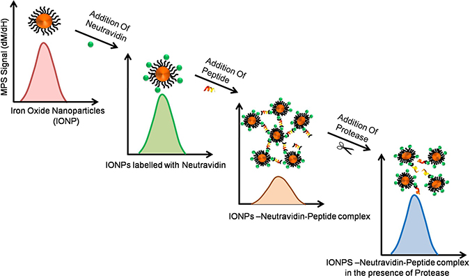 Role of CPPs in cancer diagnosis: Changes in magnetic properties and magnetic relaxation of iron oxide nanoparticles conjugated with cleavable CPPs may be effectively used for detection of proteases expressed by cancer cells.