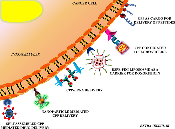 Graphical Abstract: Cell penetrating peptide in cancer therapy: CPP can be used as carriers for anti-cancer drugs, hormones, vaccines and radionuclides or as drug targets (peptide receptors).