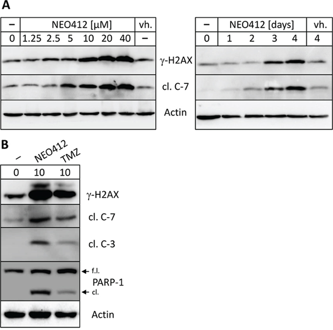 Drug effects on markers of DNA damage and apoptosis.