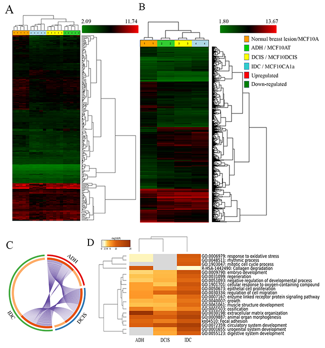 Analysis of BC progression by Human Transcriptome analysis and Metascape.