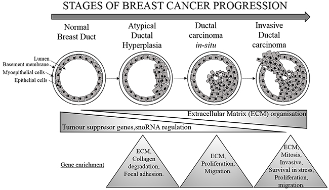 Molecular changes associated with breast cancer progression.