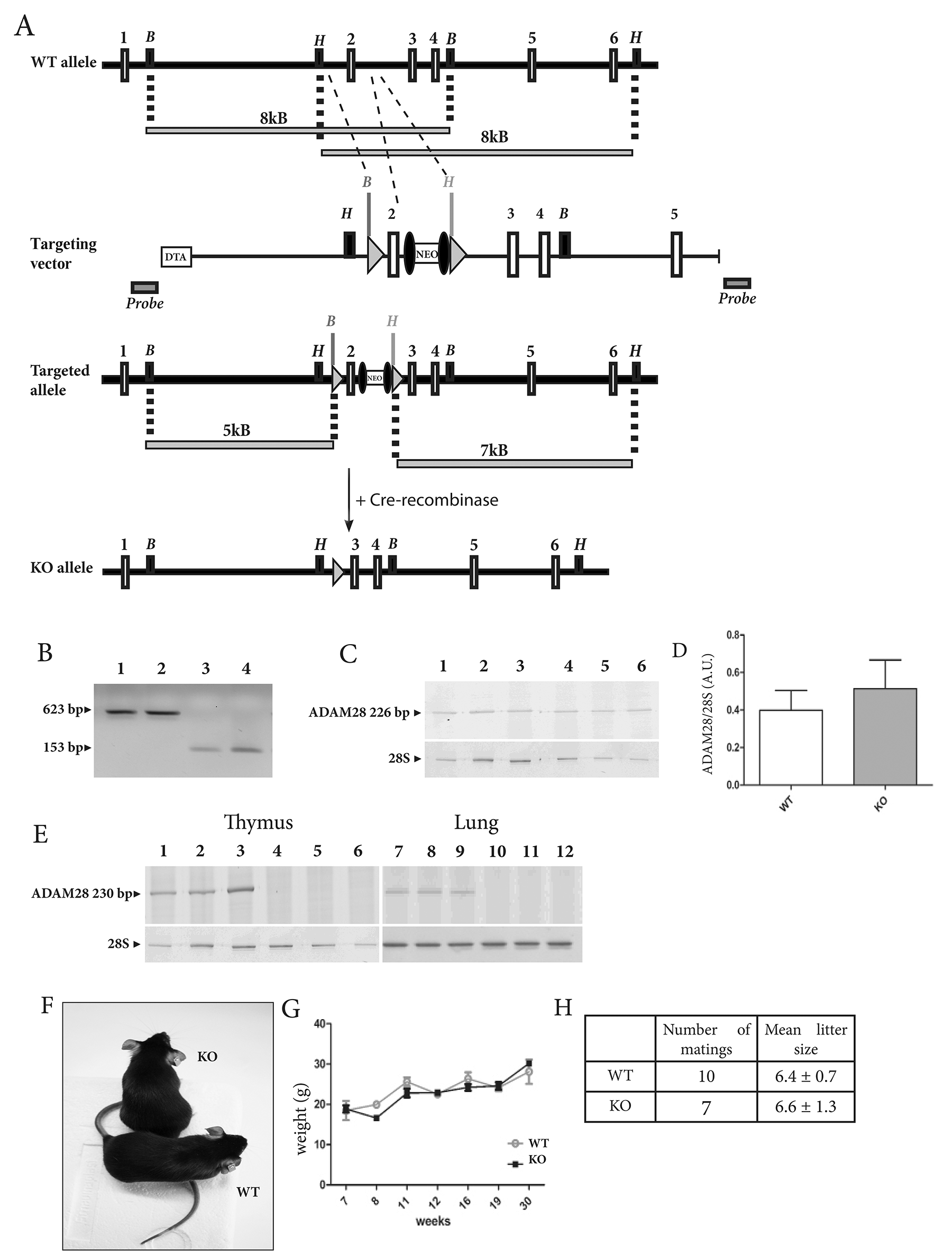 Knockdown strategy of the gene encoding ADAM28 in mouse.