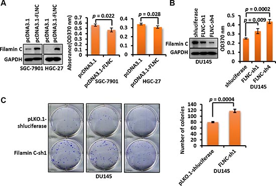 Filamin C inhibited the proliferation of GC cells.