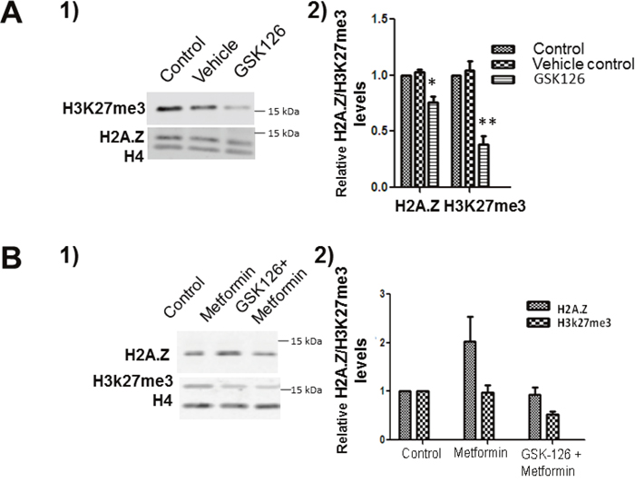 EZH2 inhibition decreases the levels of H2A.Z.