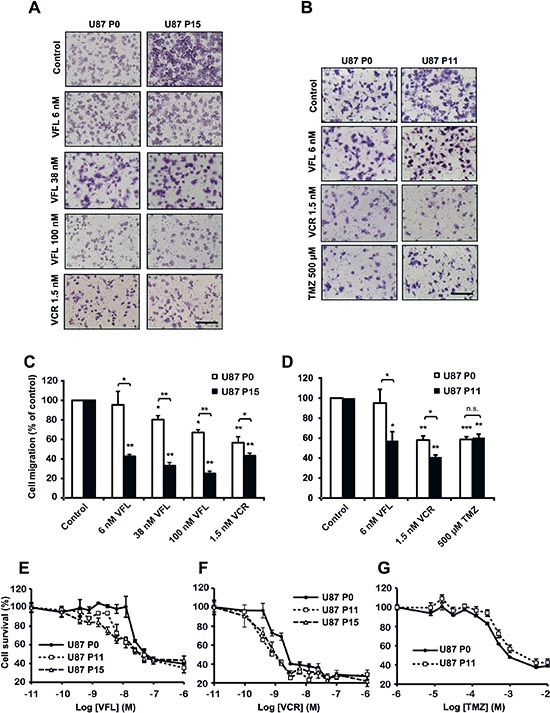 EB1 overexpression sensitizes glioblastoma cells to Vinca-alkaloid anti-migratory and cytotoxic effects.