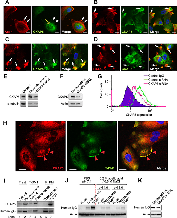 CKAP5 localizes on the cell surface and is targeted by T-DM1.