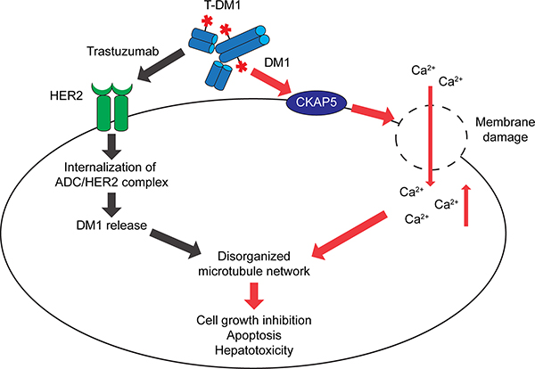 A working model: The payload (DM1)-mediated cytotoxicity.