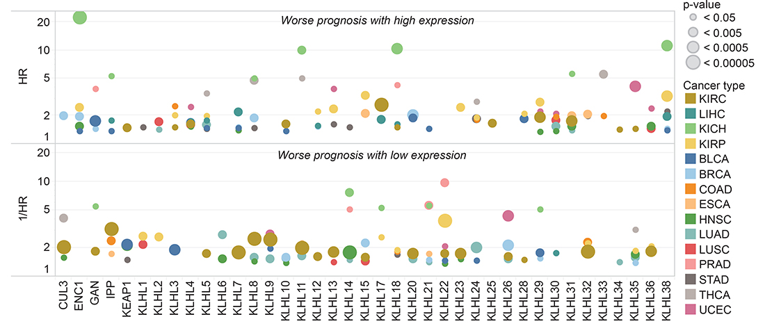 KLHL expression associated with prognostic differences.